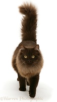 Chocolate Birman-cross cat