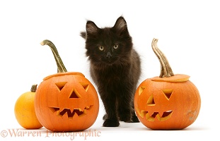 Black Maine Coon kitten with Halloween pumpkins