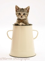 Tabby kitten in an enamel pot