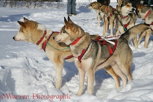 Harnessed Huskies ready for sledding