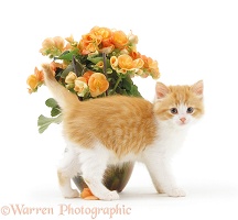 Ginger-and-white kitten rubbing past orange begonias