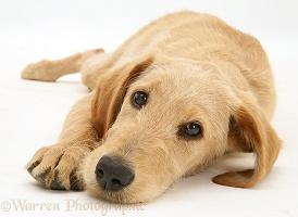 Yellow Labradoodle puppy