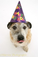 Terrier-cross dog wearing a birthday hat