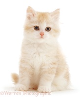 Cream-and-white fluffy kitten, sitting