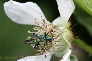 Thick-knee Beetle