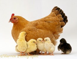 Buff Orphington Chicken and chicks