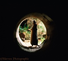 Brown rat, standing at entrance to drain