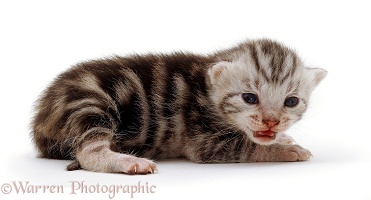 Silver tabby male kitten, 10 days old