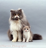 Persian cat with kitten