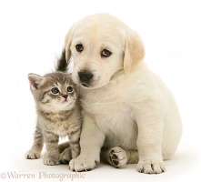 Yellow Goldador Retriever pup with blue tabby kitten
