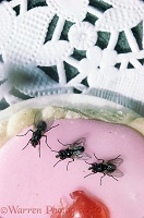 Common House Flies on a cake
