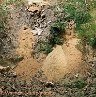 Bee-killer Wasp making nest hole
