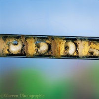 Mason bee larvae in a glass tube