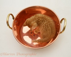 Ginger kitten looking at its reflection in a copper pan