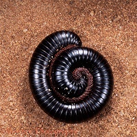 Giant millipede coiled for defence