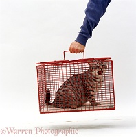 Silver spotted cat in a cat-carrier