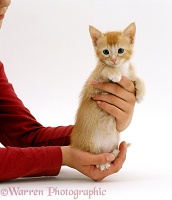 Person holding a ginger kitten