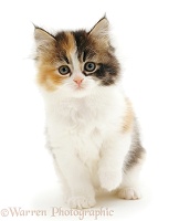 Cute Calico kitten