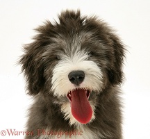 Bearded Collie pup