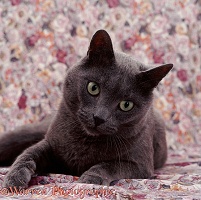 Grey cat on floral material