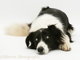 Black-and-white Border Collie lying chin on floor