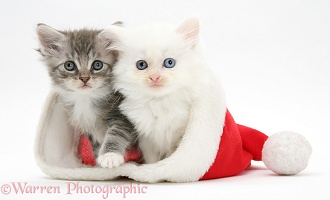 White kitten and tabby kitten in a Santa hat