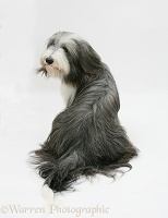 Bearded Collie sitting