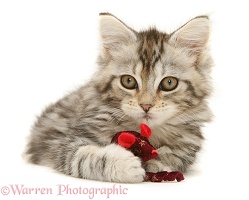 Tabby Maine Coon kitten playing with a toy mouse