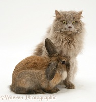 Lilac longhair cat with Dwarf Lionhead Lop rabbit