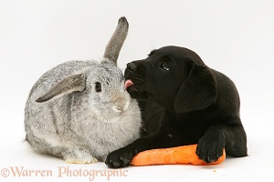 Retriever pup and rabbit