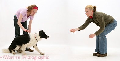 Training a black-and-white Border Collie