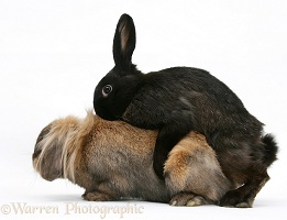 Domestic rabbits mating