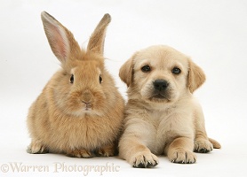 Retriever-cross pup and sandy Lionhead-cross rabbit