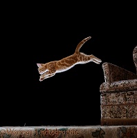 Ginger kitten leaping from a chair arm