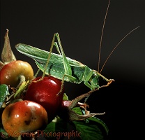Great Green Grasshopper on Rosa rugosa