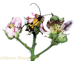 Spotted Longhorn Beetle on bramble