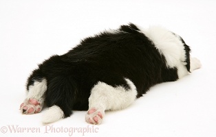 Black-and-white Border Collie pup, 5 weeks old, asleep