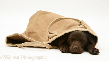 Chocolate Retriever pup asleep in a cloth bag