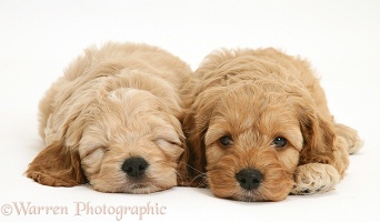 Sleepy American Cockapoo puppies