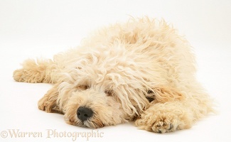 Sleepy Cream Poodle