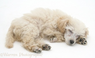 Miniature Apricot Poodle pup sleeping