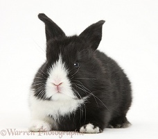 Baby black-and-white Dutch rabbit