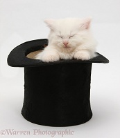 White Maine Coon kitten sleeping in a top hat