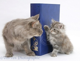 Maine Coon cat and kitten with folder