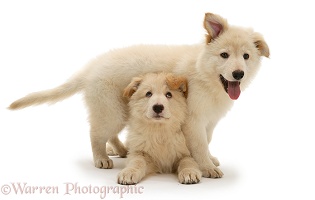 White Alsatian pups