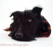 Scottie dog with a tartan scarf on
