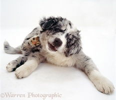 Blue merle Border Collie pup scratching his neck