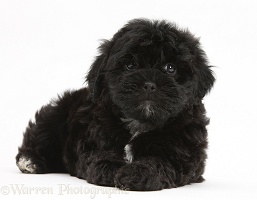 Black Pooshi (Poodle x Shih-Tzu) pup