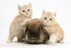 Ginger kittens with Lionhead rabbit