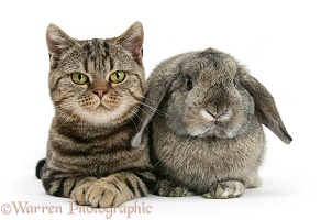 British Shorthair Brown tabby cat with agouti Lop rabbit